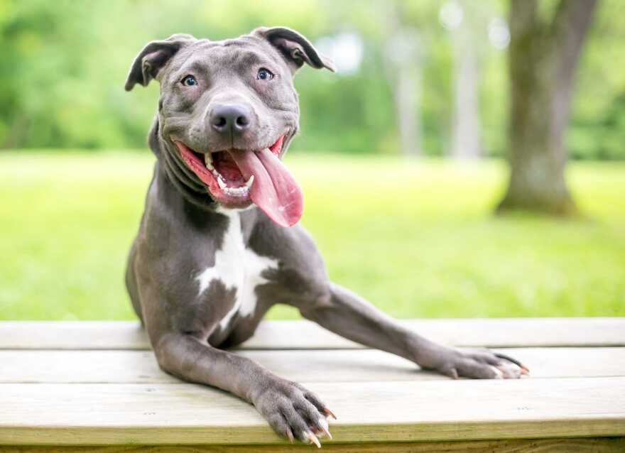 A happy blue and white Pit Bull Terrier mixed breed dog with its tongue hanging out. [Mary Swift / Shutterstock.com]