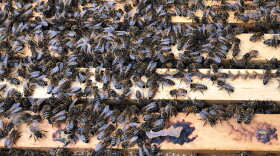 Current city ordinances that limit or restrict beekeeping will not be affected by legislation sent to Gov. Eric Holcolmb this week.