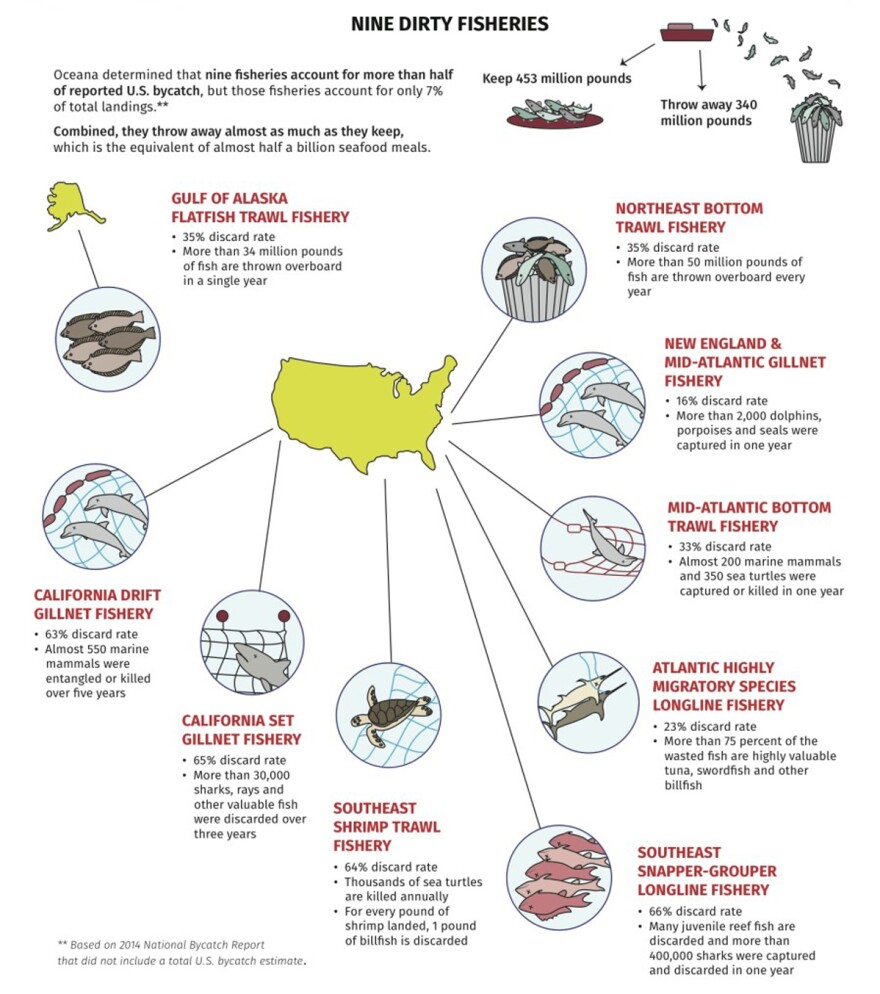 Nine fisheries account for more than half of the reported U.S. bycatch.