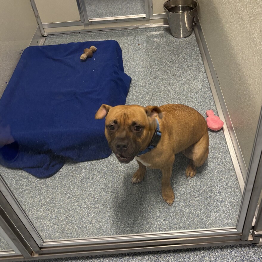 Pup available for adoption at Mohawk Hudson Humane Society