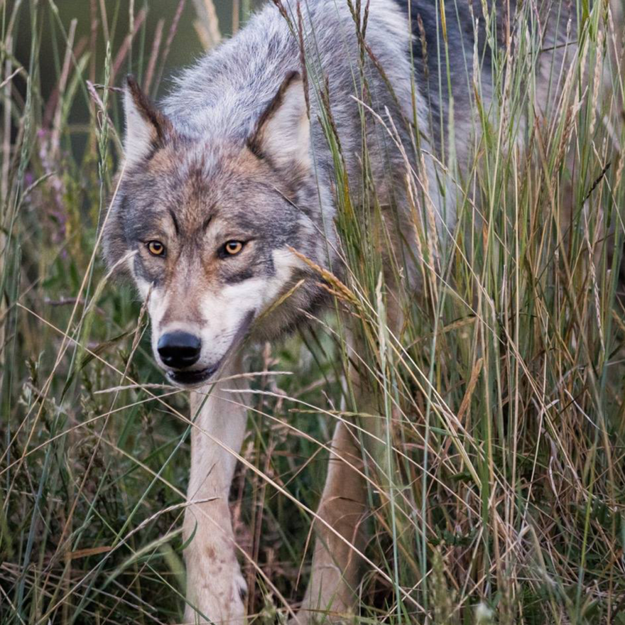 A gray wolf in the Denali National Park and Preserve from July 13, 2015.