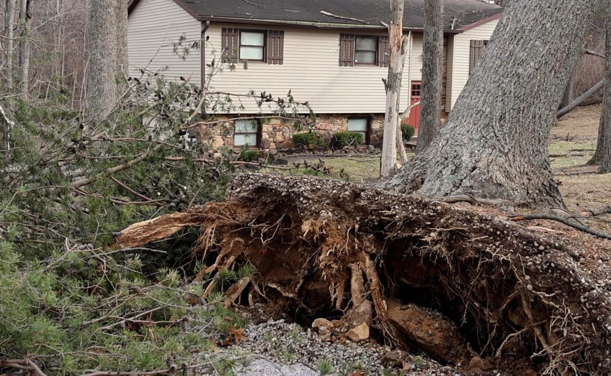 A large tree is nearly uprooted at Jim Martin's Monroe County home after a tornado on Feb. 19.