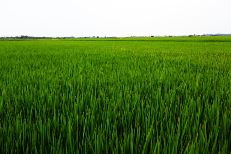 rice fields