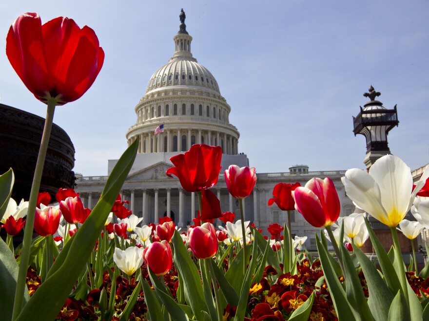 Flowers bloom at the U.S. Capitol in Washington, D.C., though the same can't be said of bipartisanship.
