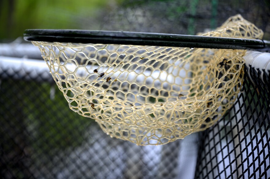 Jon Vander Werff’s net leans on the structure of a trap he’s been checking for blueback herring and alewives to see if a nearby dam removal project has helped increase the number of fish after their migration routes were obstructed for centuries.