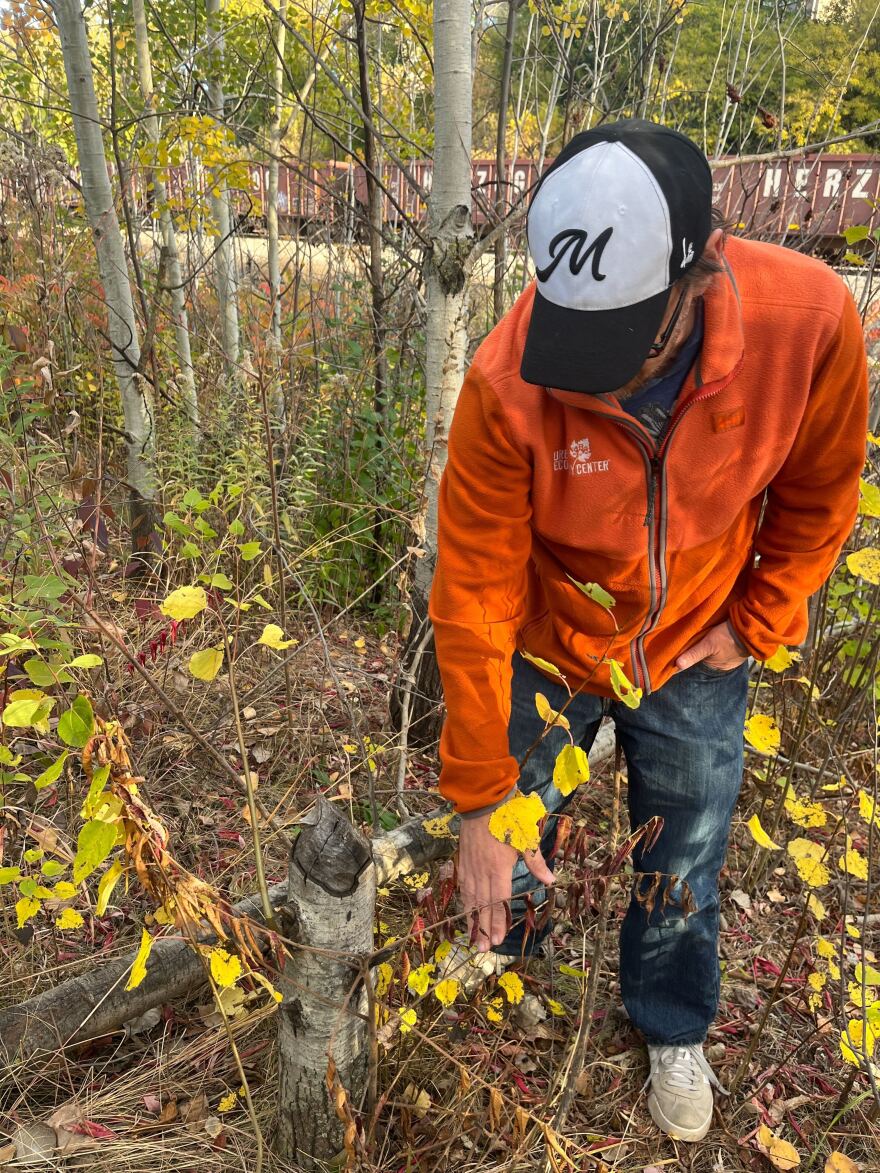 A male in the woods pointing out evidence in trees left by beavers.