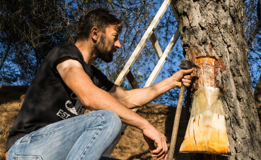 Giorgos Anagnostou shows how resin is collected from a pine tree that didn't burn down during last month's fires. Men in his village, Kourkouloi, in northern Evia, provided a large portion of Greece's resin production, which is used in everything from cosmetics to paint.