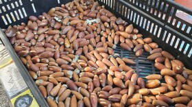 The acorns that Brandon and Fr Ian will process.