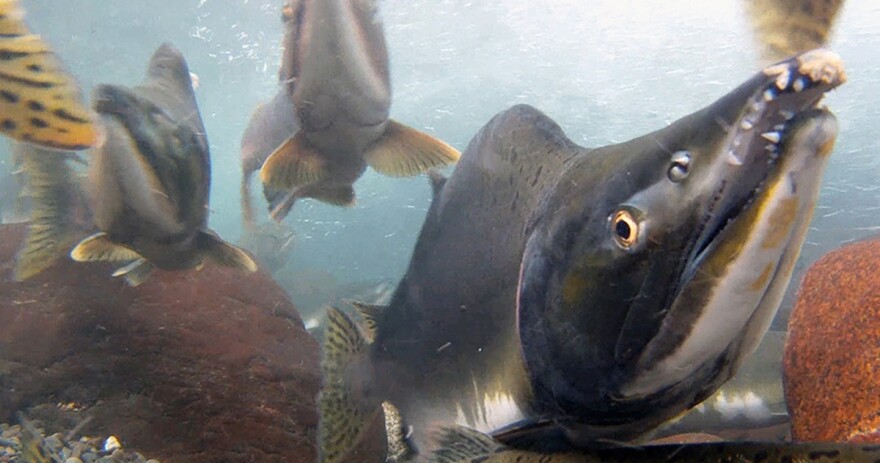 pink salmon