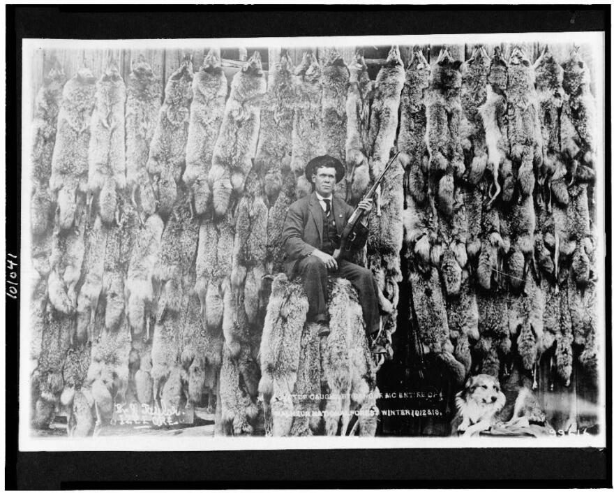 A man posing in front of a wall of coyote carcasses
