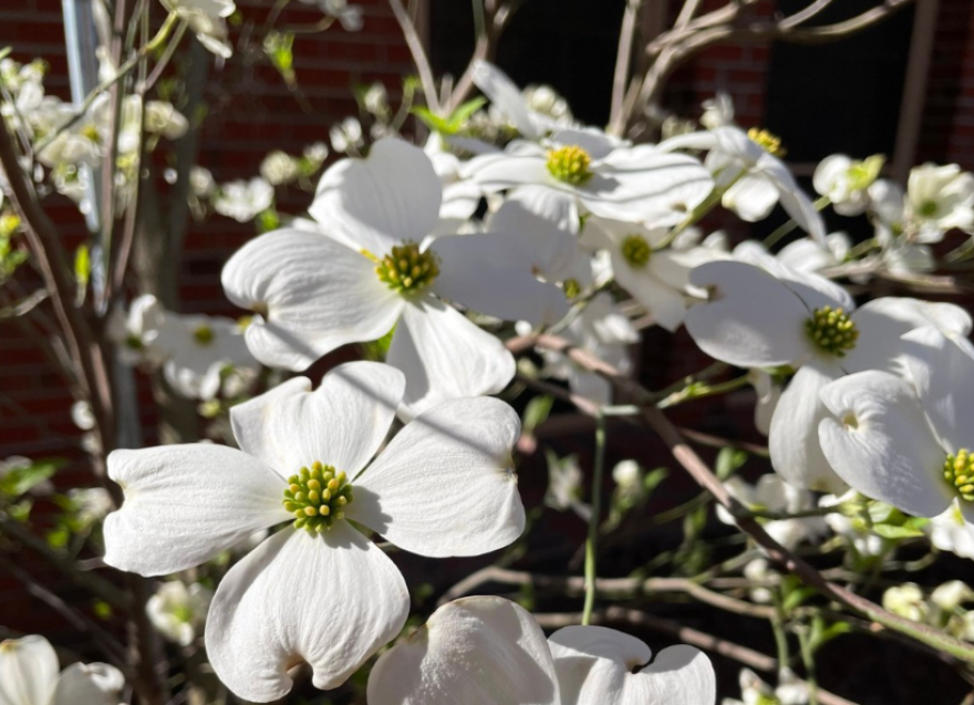 Photos of blooming plants in Tallahassee, Florida.