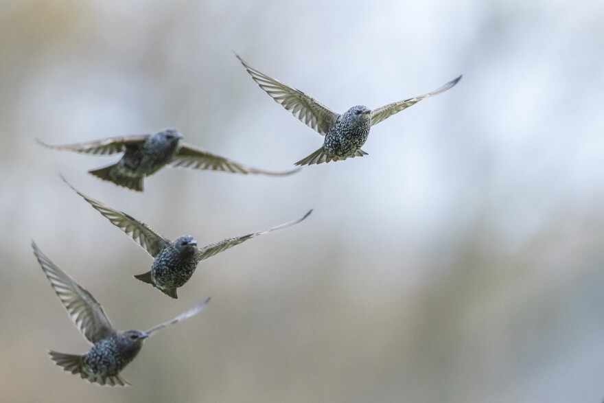 Butler says starlings are all over Vermont right now. The small birds are beginning their migration season, and are frequently seen in groups.