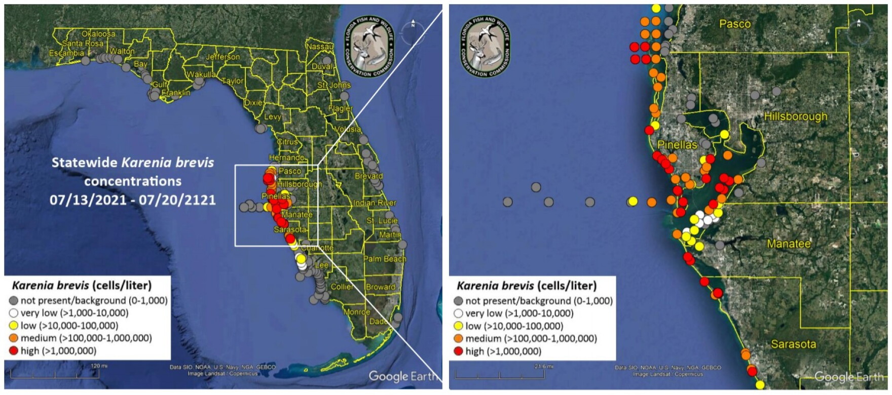 Red Tide Fish Kills And Respiratory Irritations Reach Hernando County
