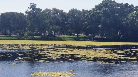 Water Lettuce bloom on lake 