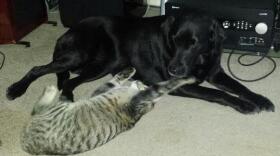 Gypsy and Flynn