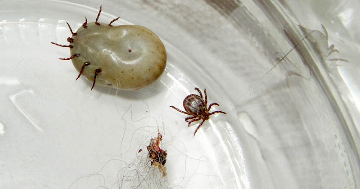 tick pictures michigan