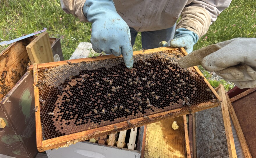 Sonny Kierzkowski and Shanon Hornung identify the different kinds of cells the queen bee lays drones and worker bees in. Drones are larger than worker bees and are laid in larger cells. 