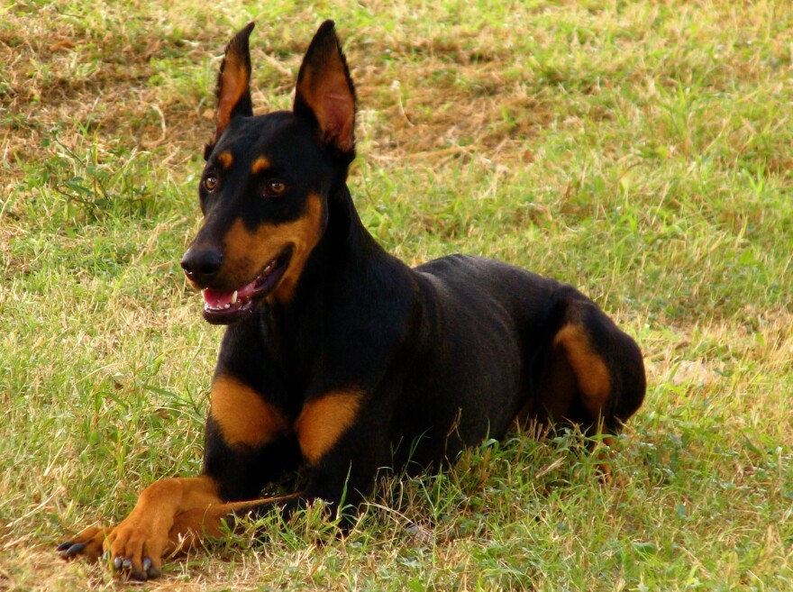 The Doberman Pinscher is a breed that has been recognized for more than 100 years. They are not large dogs, standing roughly two feet tall at the shoulders, but they are fearless and vigilant, and devoted to their owners.