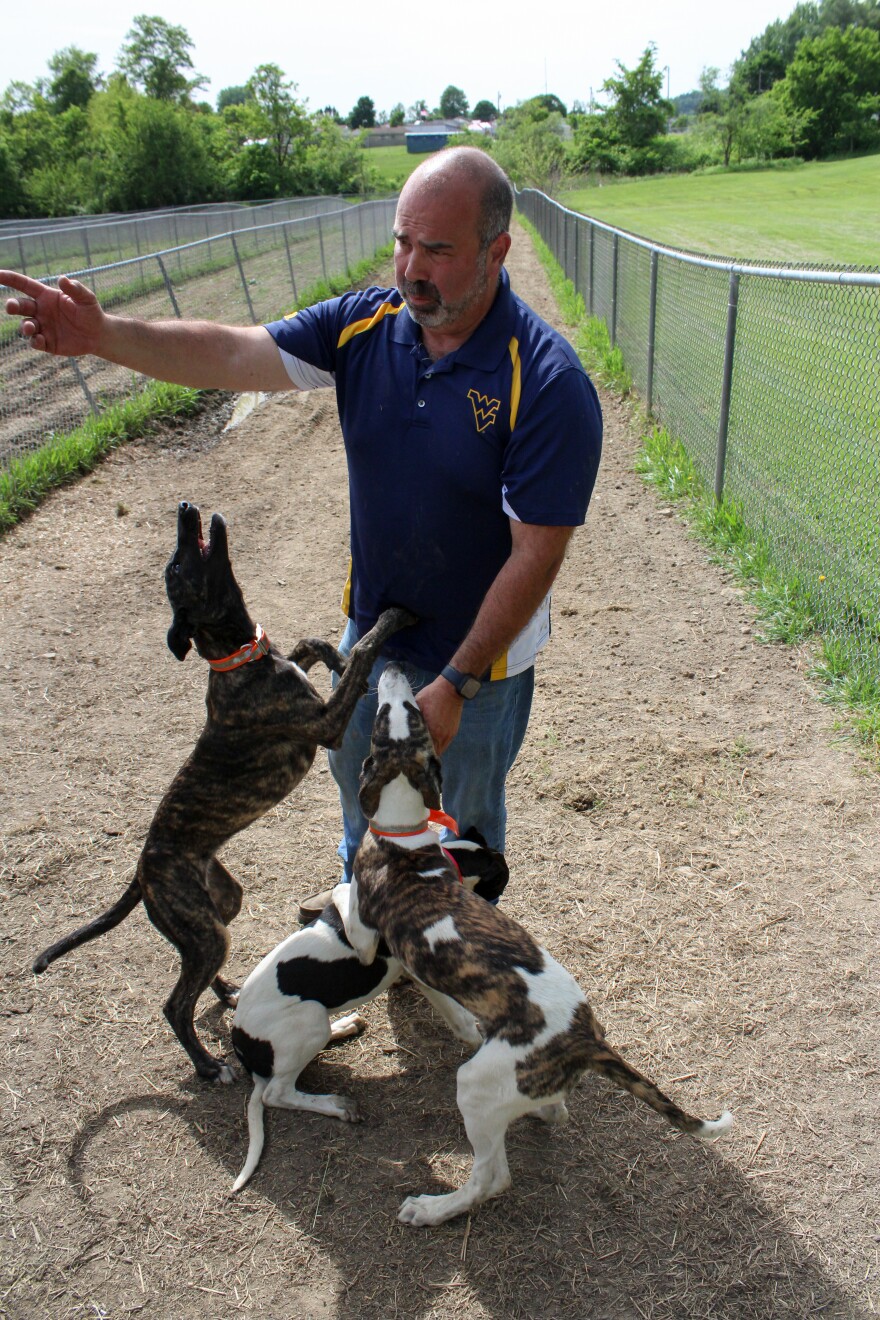 WVPB Greyhounds Sarras Farm 3.jpg