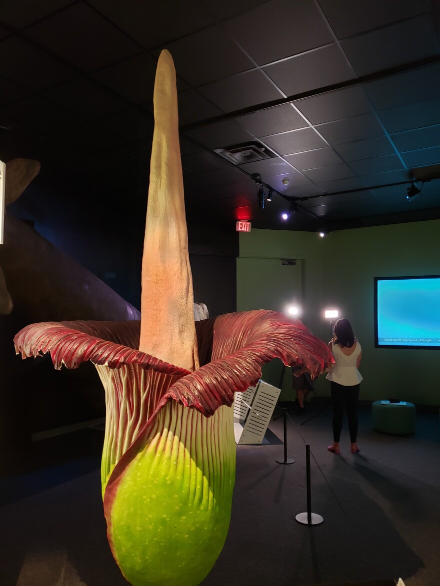 A model of the corpse flower