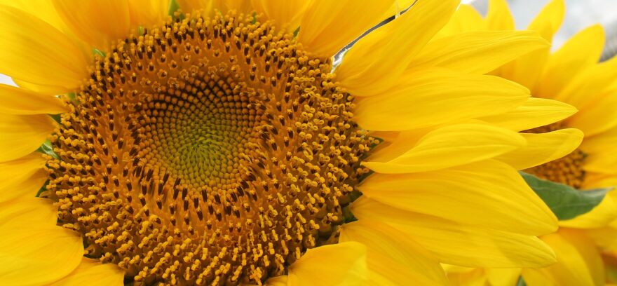 St. Louis based Edison Agrosciences say sunflowers are capable of becoming the world’s next best source of natural rubber.