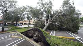 An uprooted tree, toppled by strong winds from the outer bands of Hurricane Ian, rests in a parking lot of a shopping center, Wednesday, Sept. 28, 2022, in Cooper City, Fla. (AP Photo/Wilfredo Lee)