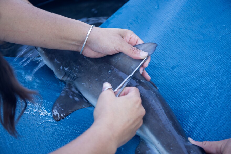 Andres snips off a tiny sample of fin from the bull shark.