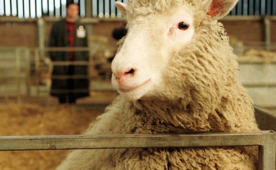 Dolly, the first mammal to be genetically cloned from adult cells, poses for the camera in 1997 at the Roslin Institute in Edinburgh, Scotland.