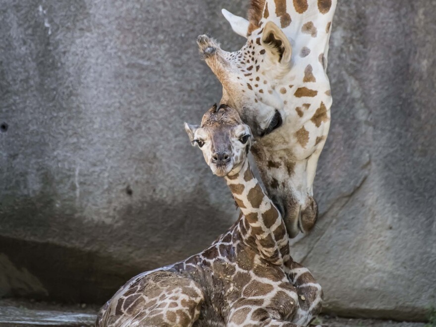 Ziggy, a female giraffe at the Milwaukee County Zoo looks over her new born male calf. The calf was birthed in front of visitors in their exhibit on Aug. 4.