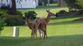 Some residents of Town and Country are protesting the city's approach to deer overpopulation in the suburb.