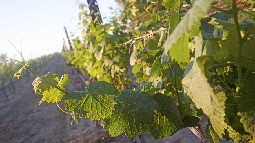 Wine vines in a vineyard. 