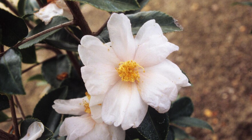 Camellia oleifera flower.