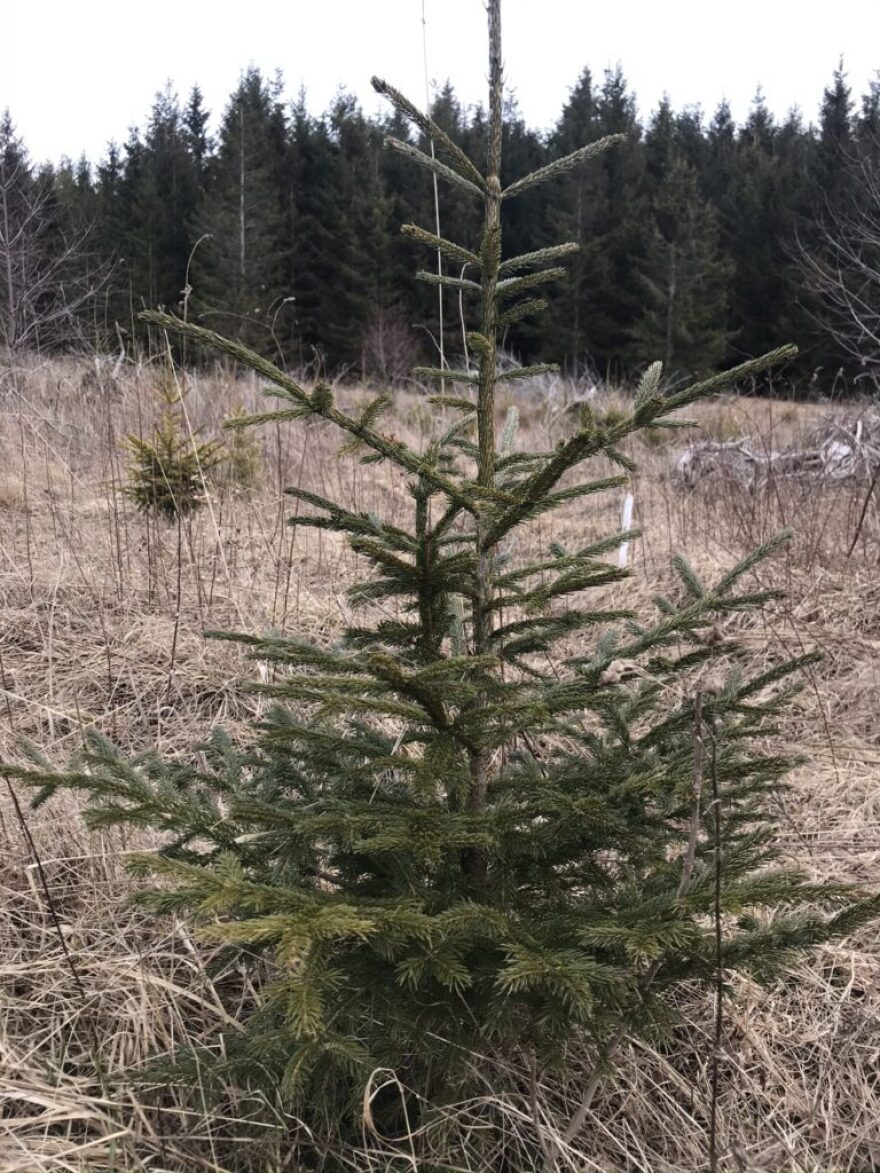 young_spruce.jpeg