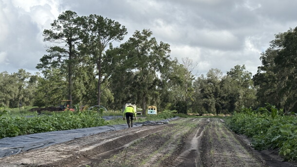A farmer works in a field.