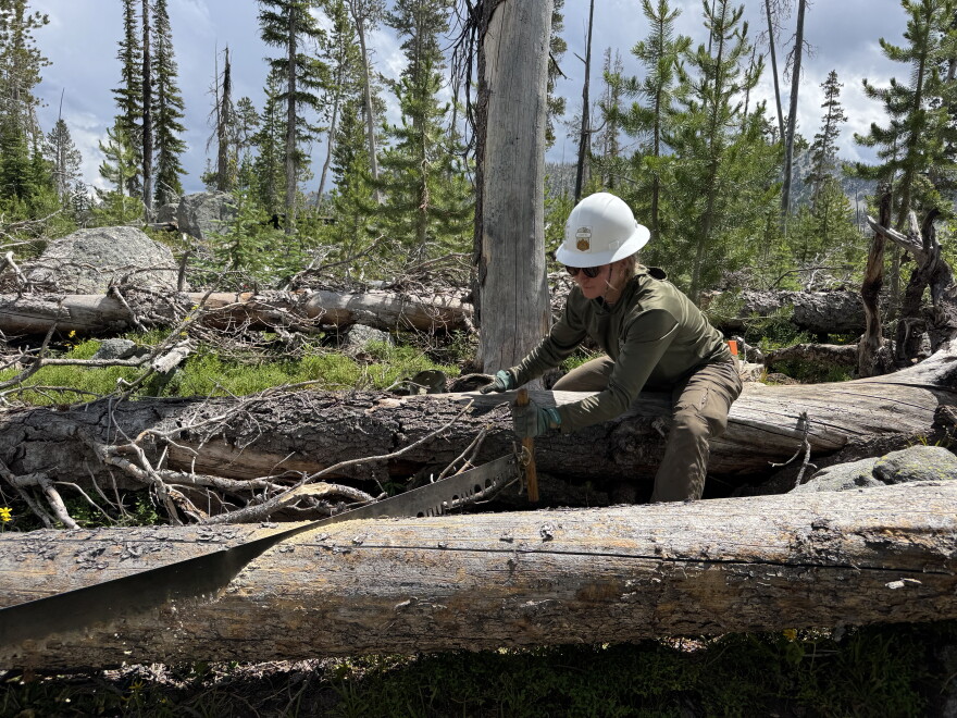A woman in a hard hat uses a metal saw to cut a tree. 