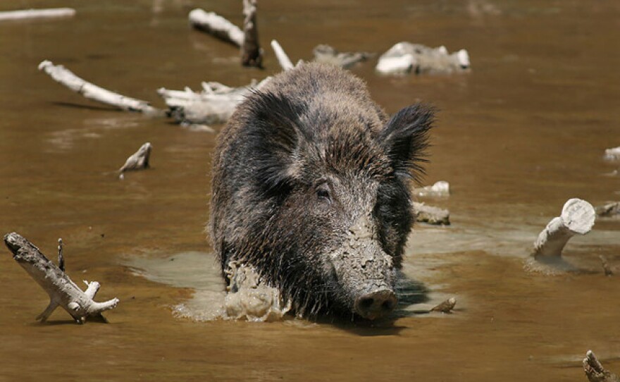 Wild boar