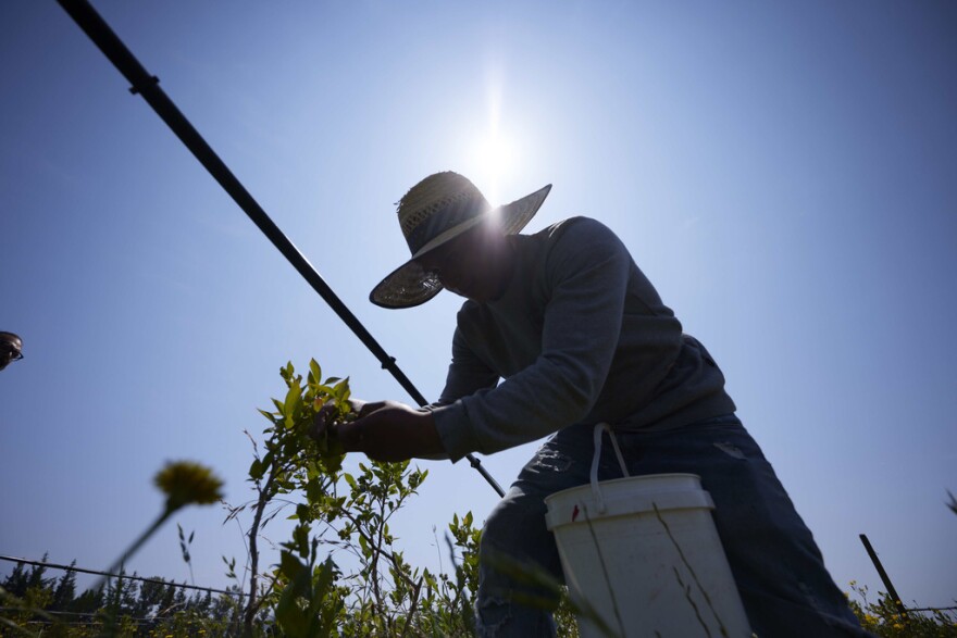 Camilo Martin picks blueberries at the Coopertiva Tierra y Libertad farm Friday, July 7, 2023, in Everson, Wash.