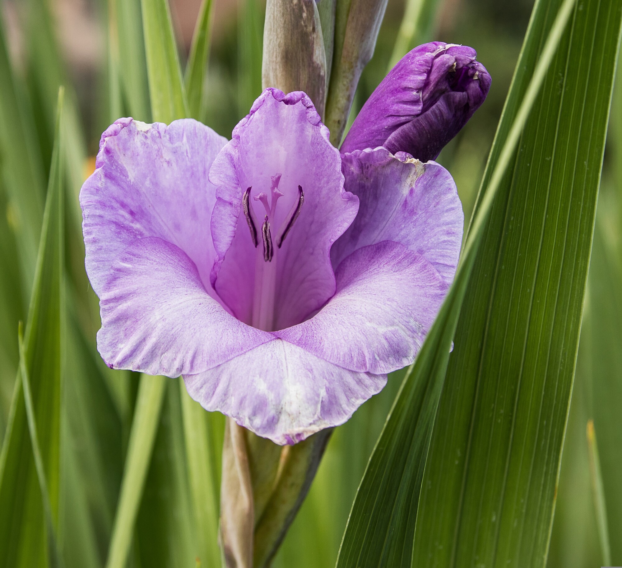 Bring the garden inside: How to cut and prep flowers so they'll last episode artwork