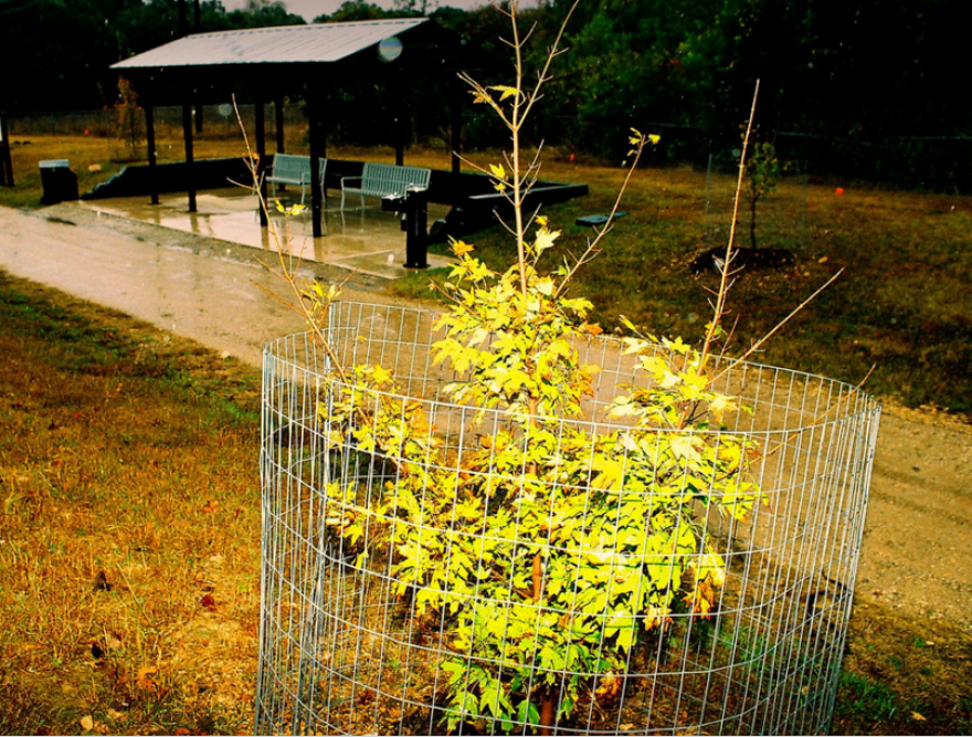 bigtooth_in_cage_to_protect_against_deer.png