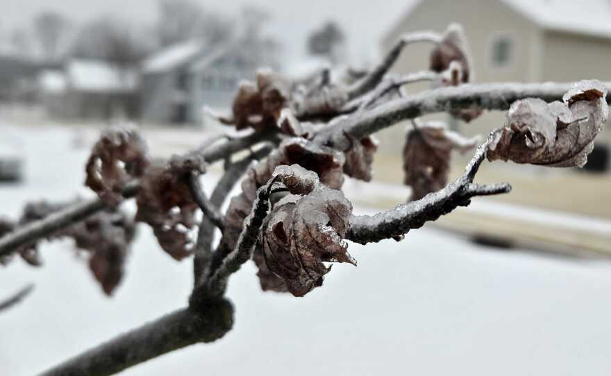 A layer of ice covered streets in Wendell and was beginning to build up on trees and branches.