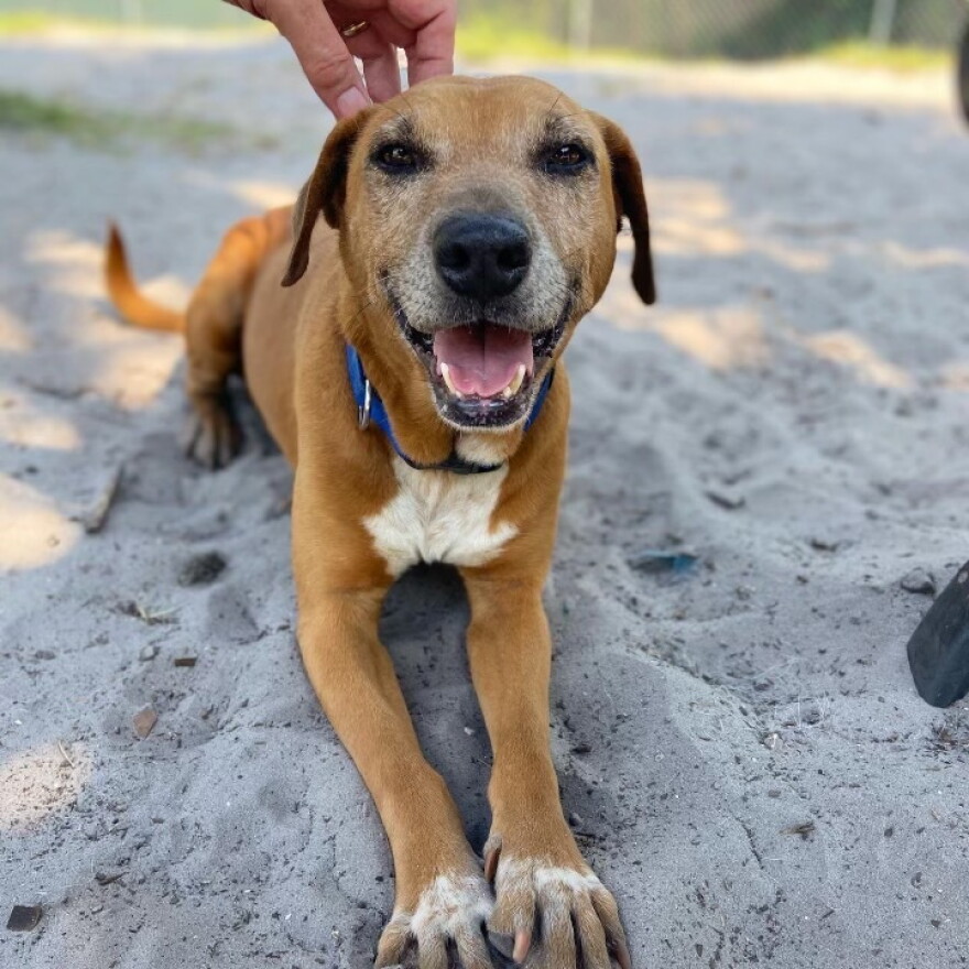 Constanza, a rescue dog who was later adopted at the Halifax Humane Society in Daytona Beach, Florida