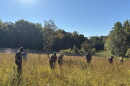 Volunteers and staff at Anne Springs Close Greenway in Fort Mill sift through the morning grasses in search of the endangered Schweinitz's sunflower.