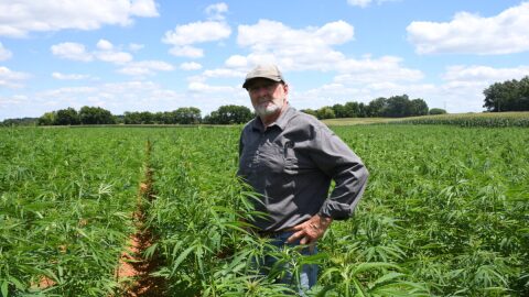 Bill Corbin standing between rows of his hemp crop in Springfield, Tennessee. 