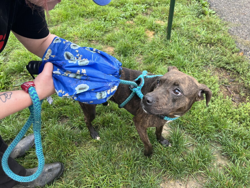 Volunteer Sam Smith takes Zora on a walk around the humane organization's yard.