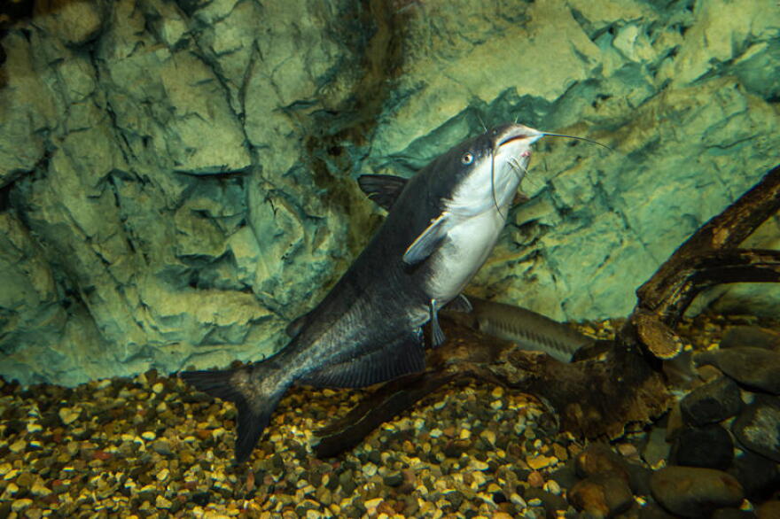 Blue catfish are native to Indiana rivers like the Ohio.
