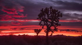 Joshua Tree sunset