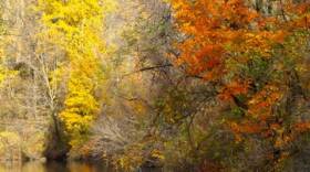 Fall image of the Cazenovia Nature Sanctuary
