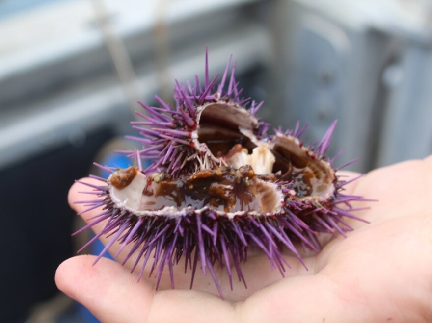 Since purple sea urchins have eaten up their food supply, many of them are empty inside.