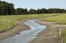 Reconstructed wetlands at Pleasure House Point, as seen in July 2026.