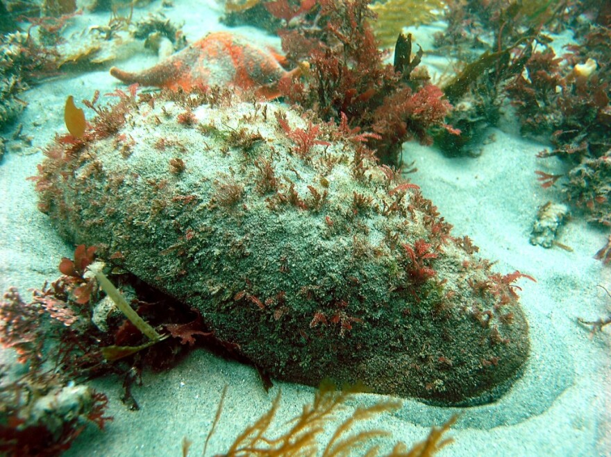 The gumboot chiton's teeth contains a mineral called santabarbaraite.